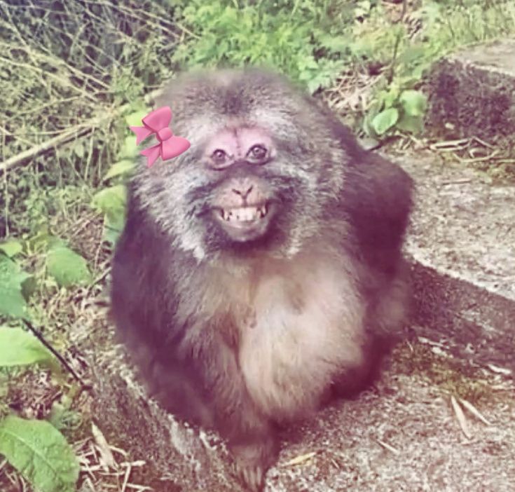 ˚ ๑ moon tweet media