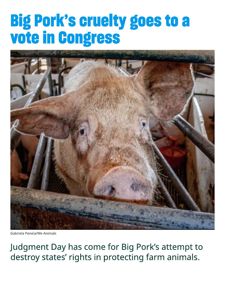 Humane World for Animals tweet media