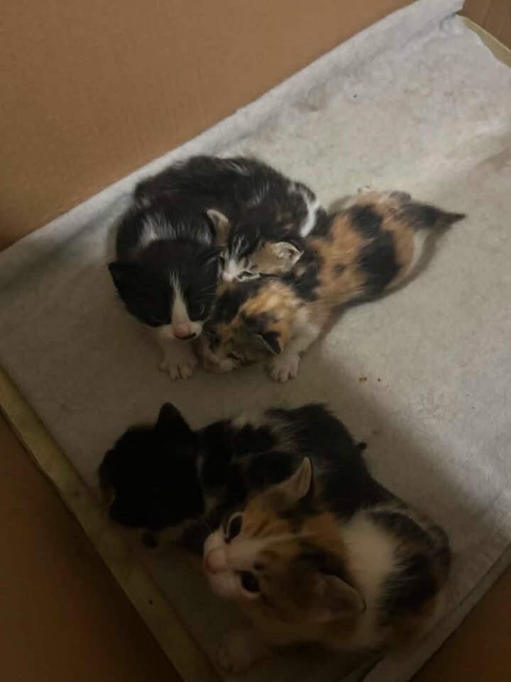 muhaliffrida tweet media