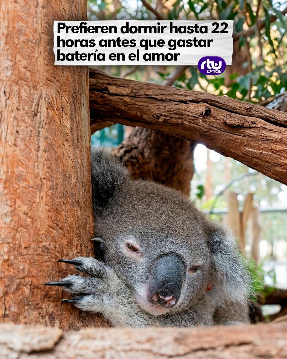 canalrtu's tweet image. ¡Prioridades claras! 🐨💤 Para un koala, el ahorro de energía es vital. Con una dieta que aporta poco, prefieren dormir 22 horas que desgastarse buscando pareja. ¿Quién no ha querido ser un koala alguna vez? 🌿😴 #Naturaleza #Koalas #Curiosidades #Animales #RTUDigital