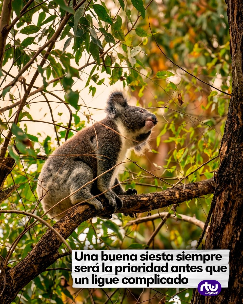 canalrtu's tweet image. ¡Prioridades claras! 🐨💤 Para un koala, el ahorro de energía es vital. Con una dieta que aporta poco, prefieren dormir 22 horas que desgastarse buscando pareja. ¿Quién no ha querido ser un koala alguna vez? 🌿😴 #Naturaleza #Koalas #Curiosidades #Animales #RTUDigital