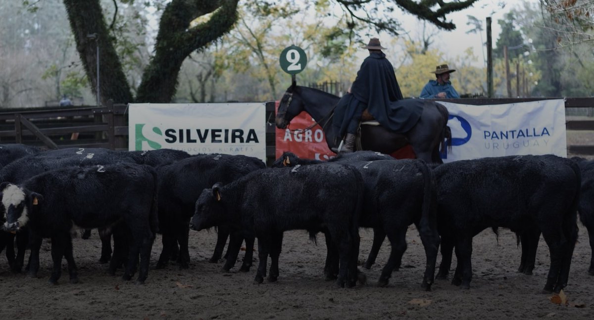 🔴 SILVEIRA DESCONOCE DEUDA

✔️Rodrigo Silveira asegura desconocer el reclamo de 8 clientes por montos de entre 25 mil dólares y 50 mil dólares cada uno que solicitan desde hace dos meses el presunto pago de sus obligaciones.

✔️Silveira aseñala que "la empresa está trabajando de