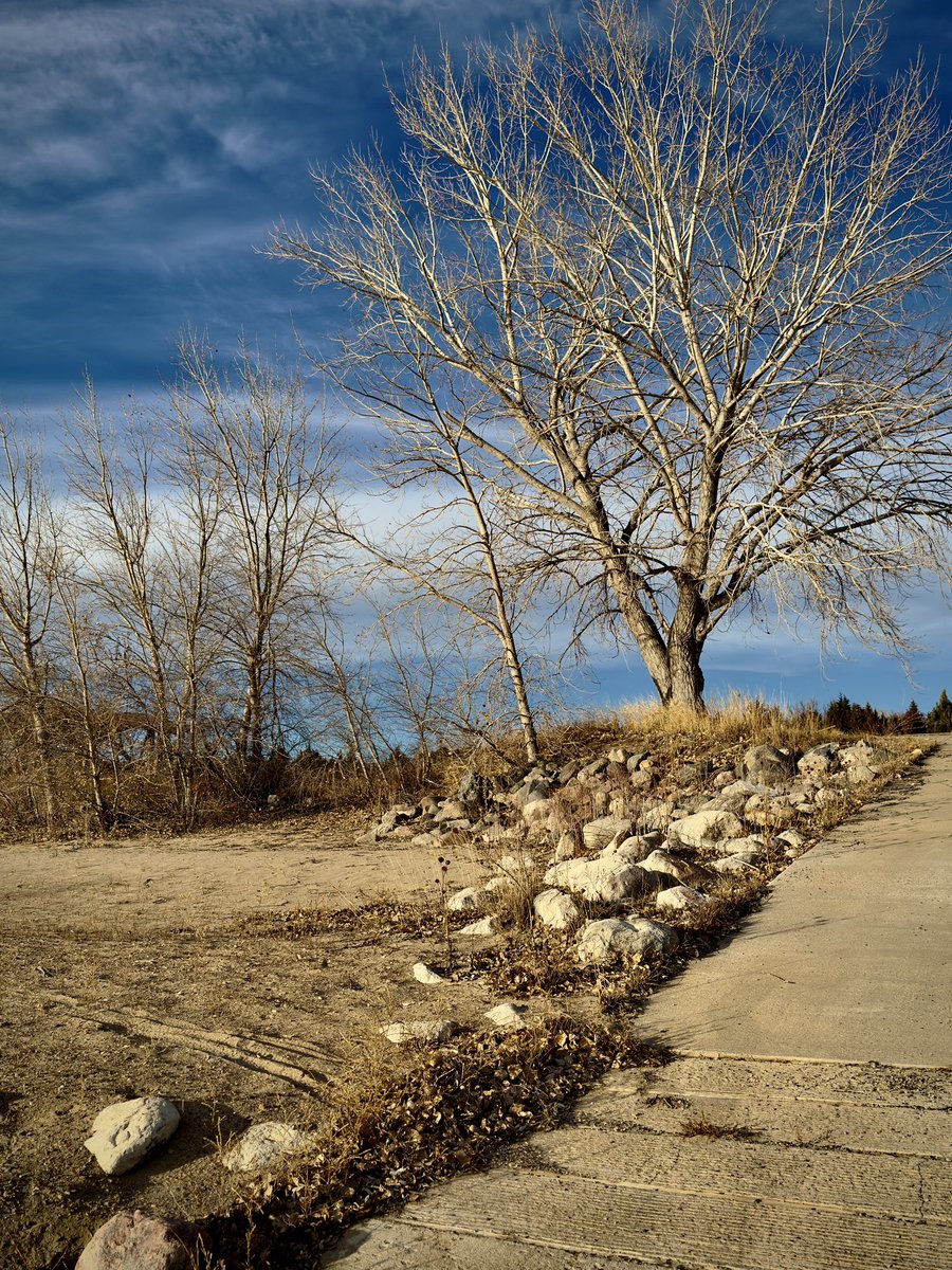 WipfWX's tweet image. Earth tones and cold air 📍Pierre, SD ⏰3:42 PM 🗓️12-26-25 #nature #trees