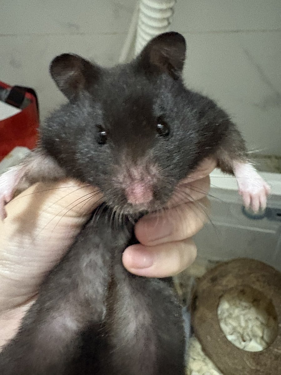 🎀扁桃體🗑️😿momoko tweet media