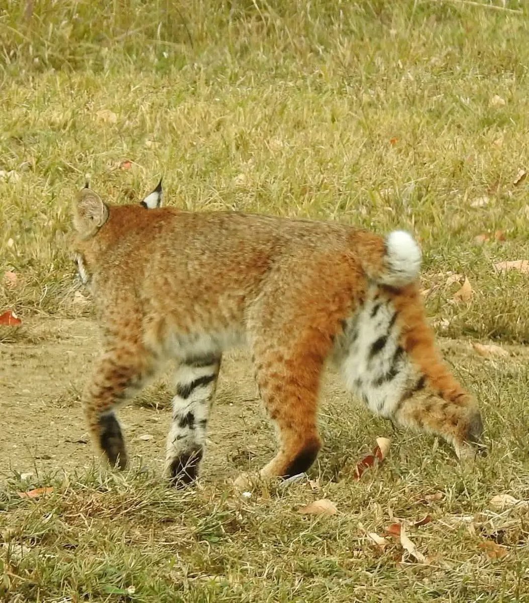 PVtwo21one's tweet image. #wildcat
