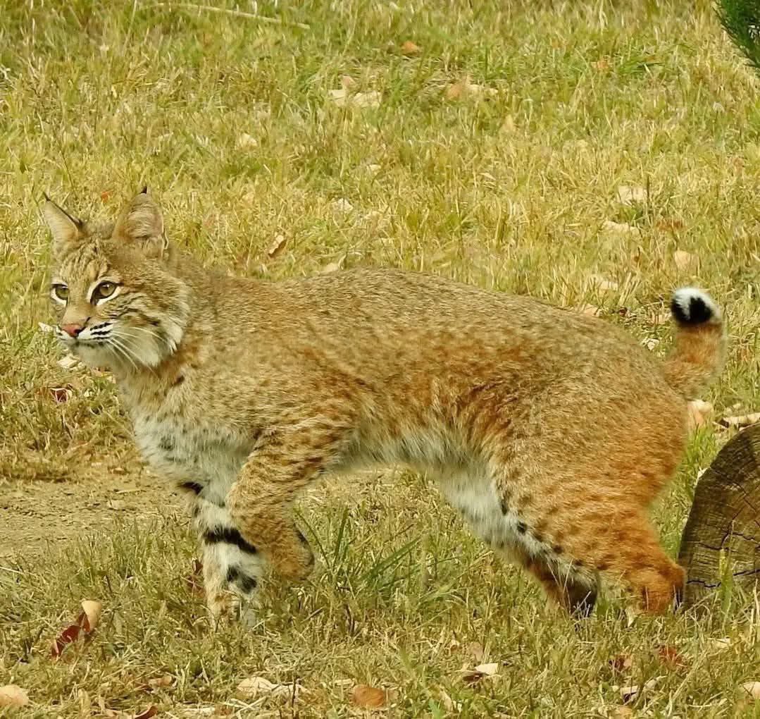 PVtwo21one's tweet image. #wildcat