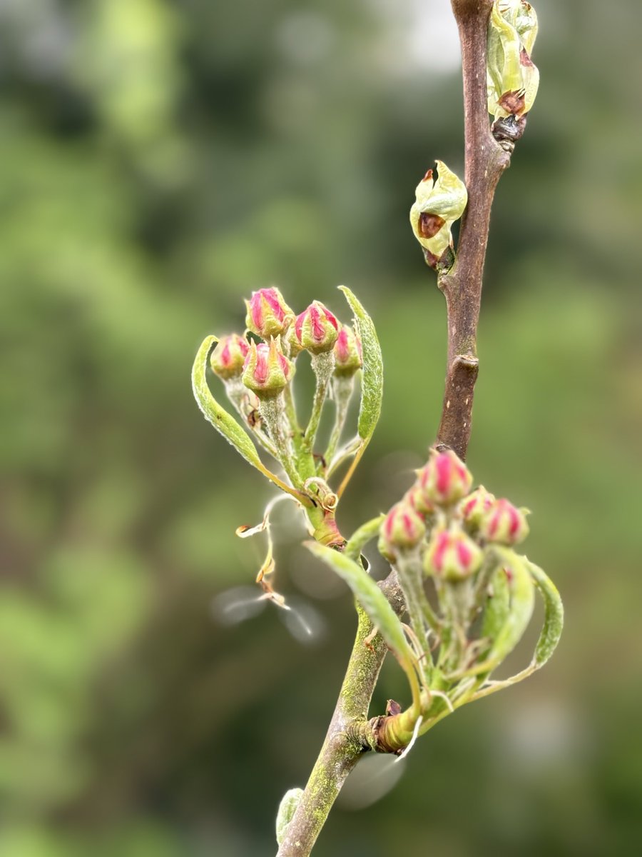 NonplusVonUltra@gotozuberly.bsky.social tweet media