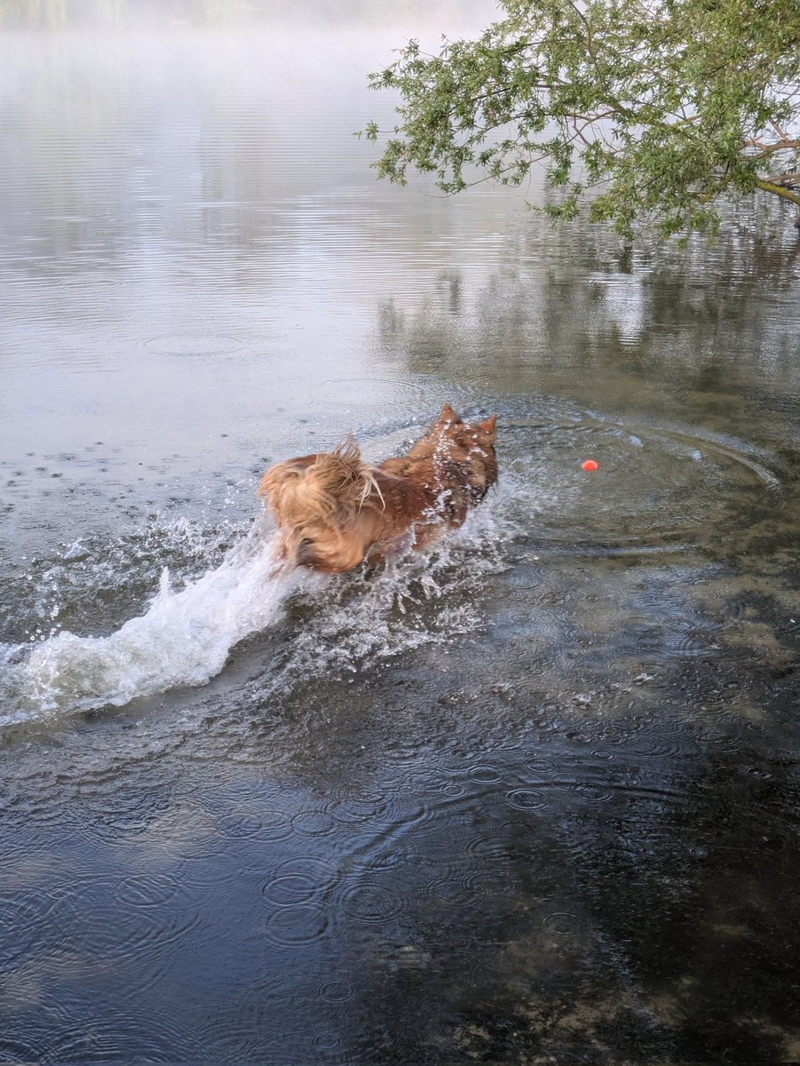 CamasTheCollie's tweet photo. In hot pursuit on a cold morning to rescue my ball. πΎπΎπ«οΈβοΈπ₯π
#BorderCollie
#Misty
#Chilly
#ThrowIt
#FridayFocus https://t.co/UCgKCJSayW