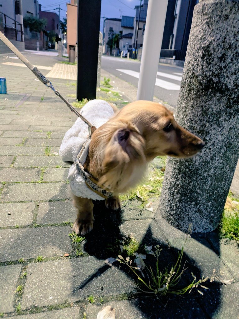 ちゃろ父さん（旧ポポ父さん） tweet media