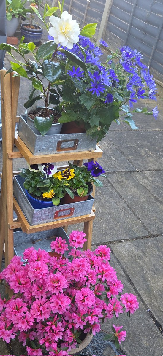 eve1231_'s tweet photo. #gardenersworld
#flowerflower
#senetti
#pansies
#rhododendron
#camelia
#Inmygarden https://t.co/XUKa4oBqCj