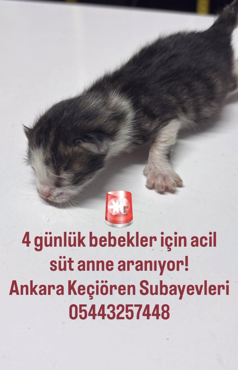 HayvanHaklarınaSaygı tweet media