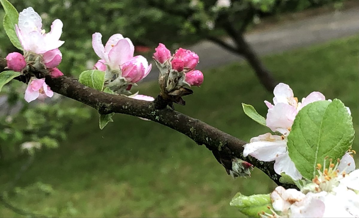 Jose Mari Azpiazu tweet media