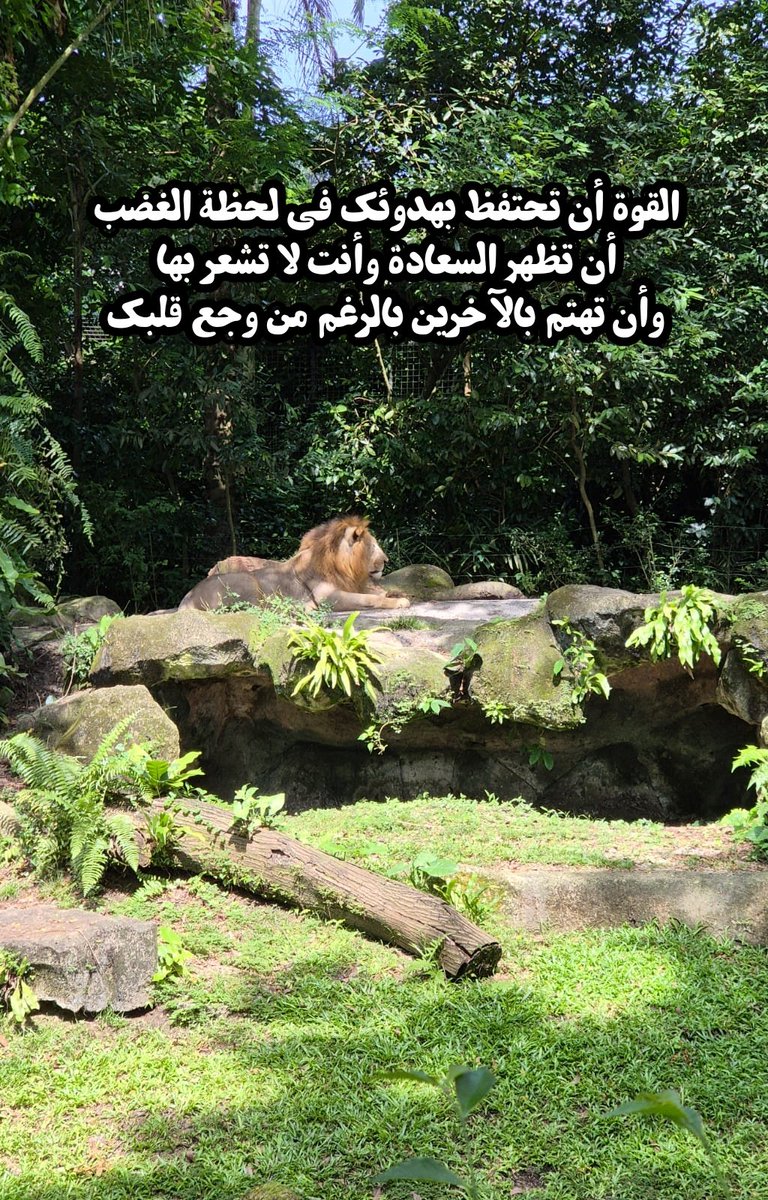 almaha tweet media