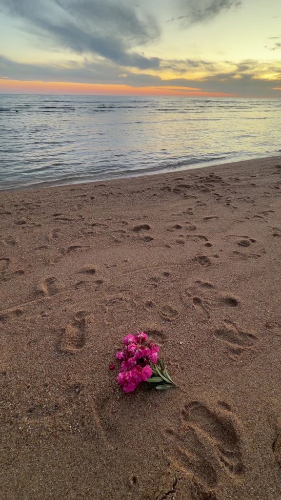 🌺☀️✨🌅🌊