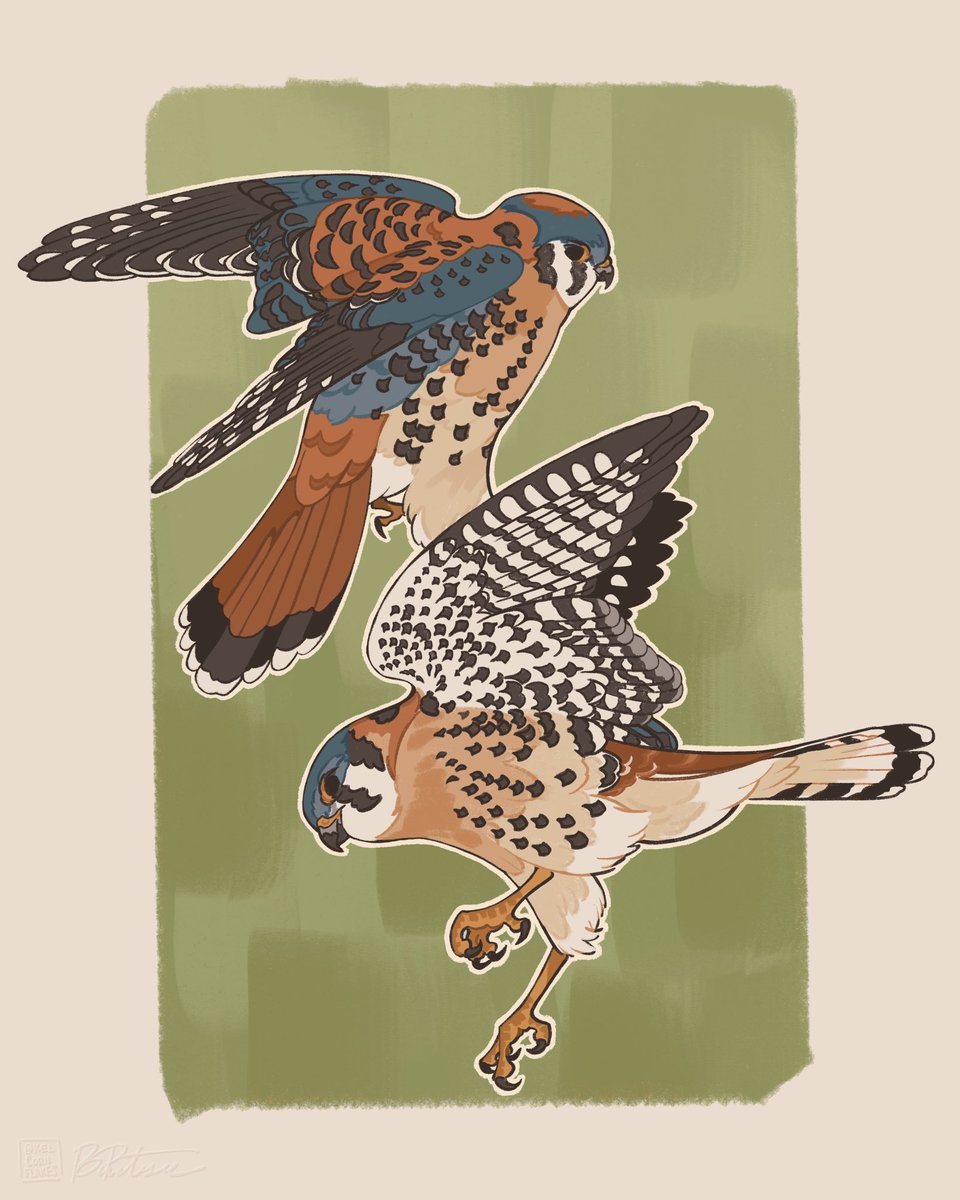 KelCornflakes's tweet image. American kestrels 🌟

#illutration #birding