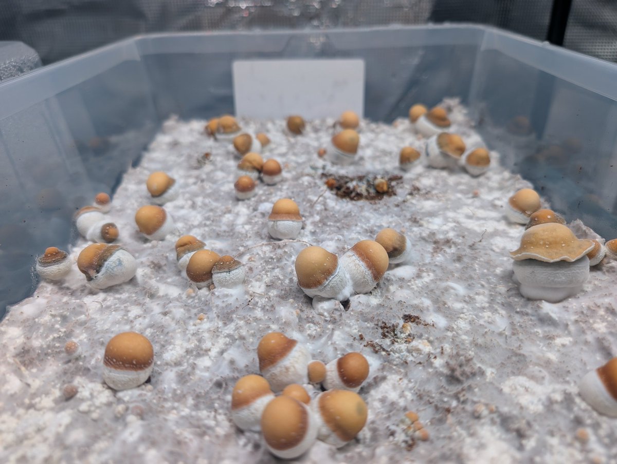 xXJustPatXx's tweet photo. Hello I'm a mycologist. Any likeinded individuals? https://t.co/zsR6oWVR2l