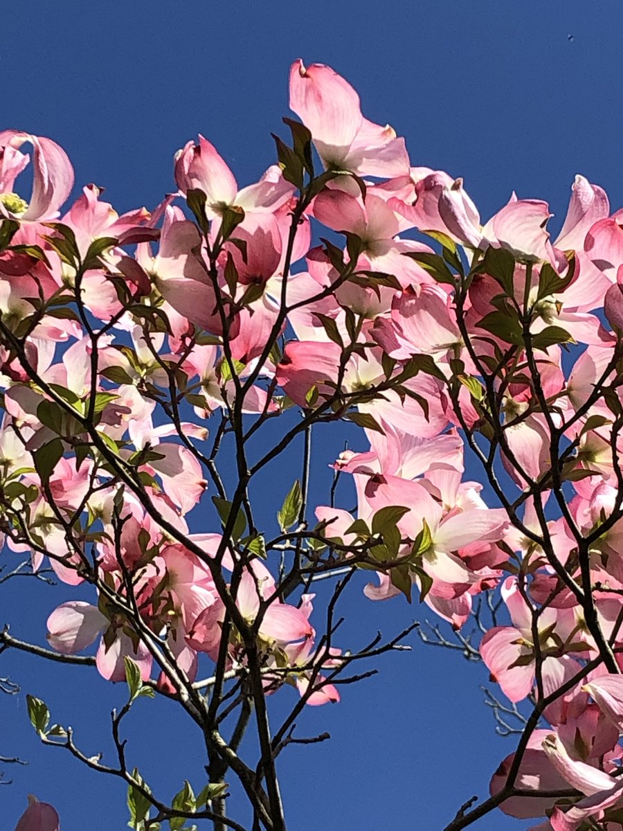 ささいムサシ tweet media