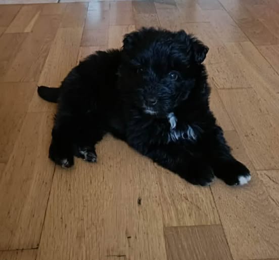 Robwalka Wolf tweet media