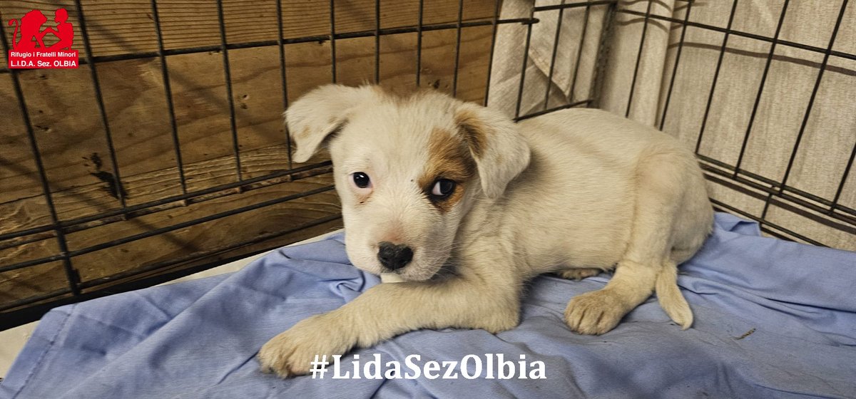 Lida sez. Olbia ODV tweet media