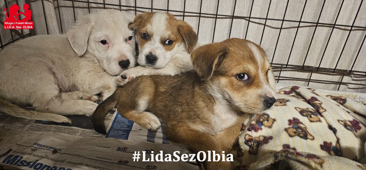 Lida sez. Olbia ODV tweet media