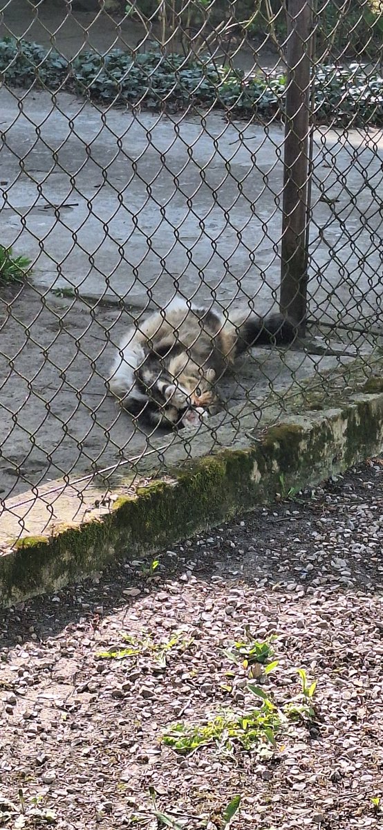 nephrite_666's tweet photo. Rozciągliwy kitku
#cat https://t.co/AKfKTIVyJh