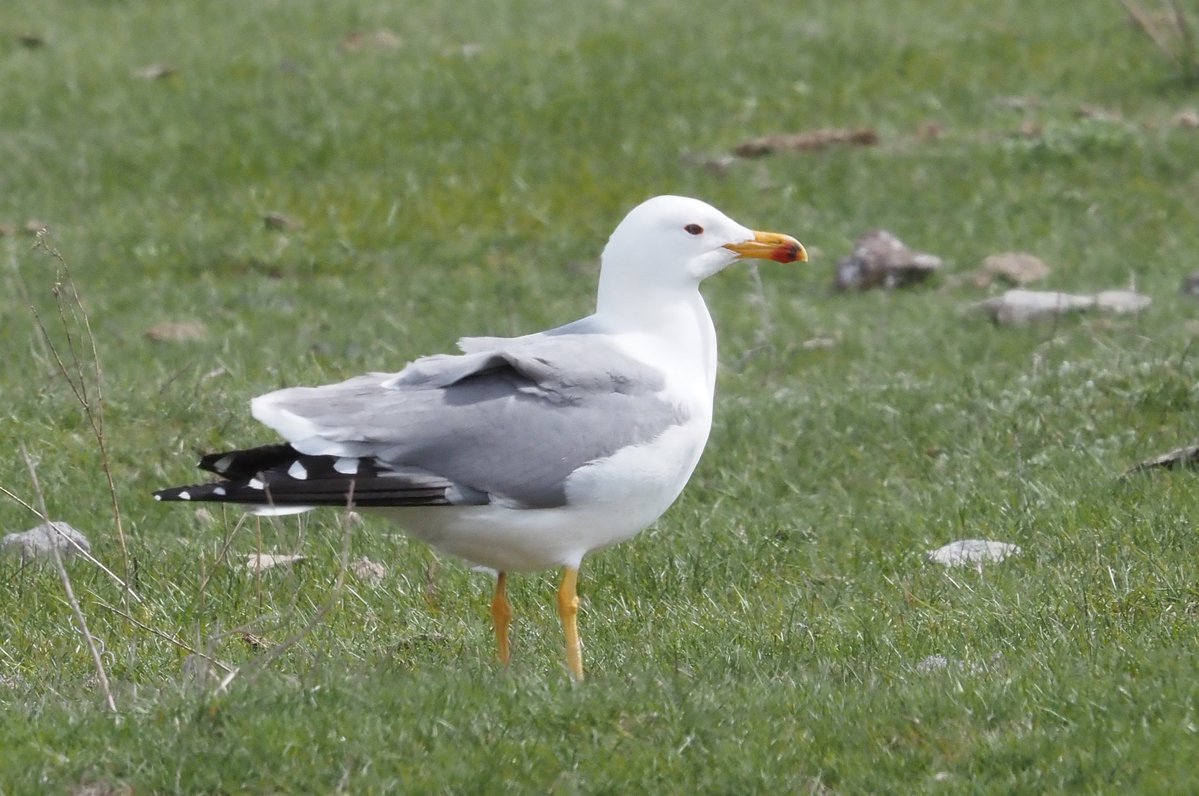 BCNbirding's tweet image. Armenia &amp;amp; Georgia 4/8. Transfer day from AR to GE. Still, time to enjoy Levant Sparrowhawk, Armenian Gull, Spur-winged Plover, Pied Wheatear, Rock Sparrow and 11 Montagu's Harriers in early morning migration. #birding