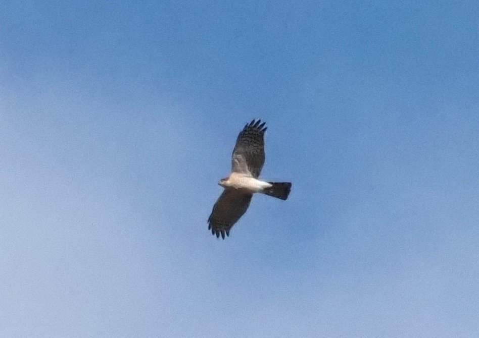 BCNbirding's tweet image. Armenia &amp;amp; Georgia 4/8. Transfer day from AR to GE. Still, time to enjoy Levant Sparrowhawk, Armenian Gull, Spur-winged Plover, Pied Wheatear, Rock Sparrow and 11 Montagu's Harriers in early morning migration. #birding