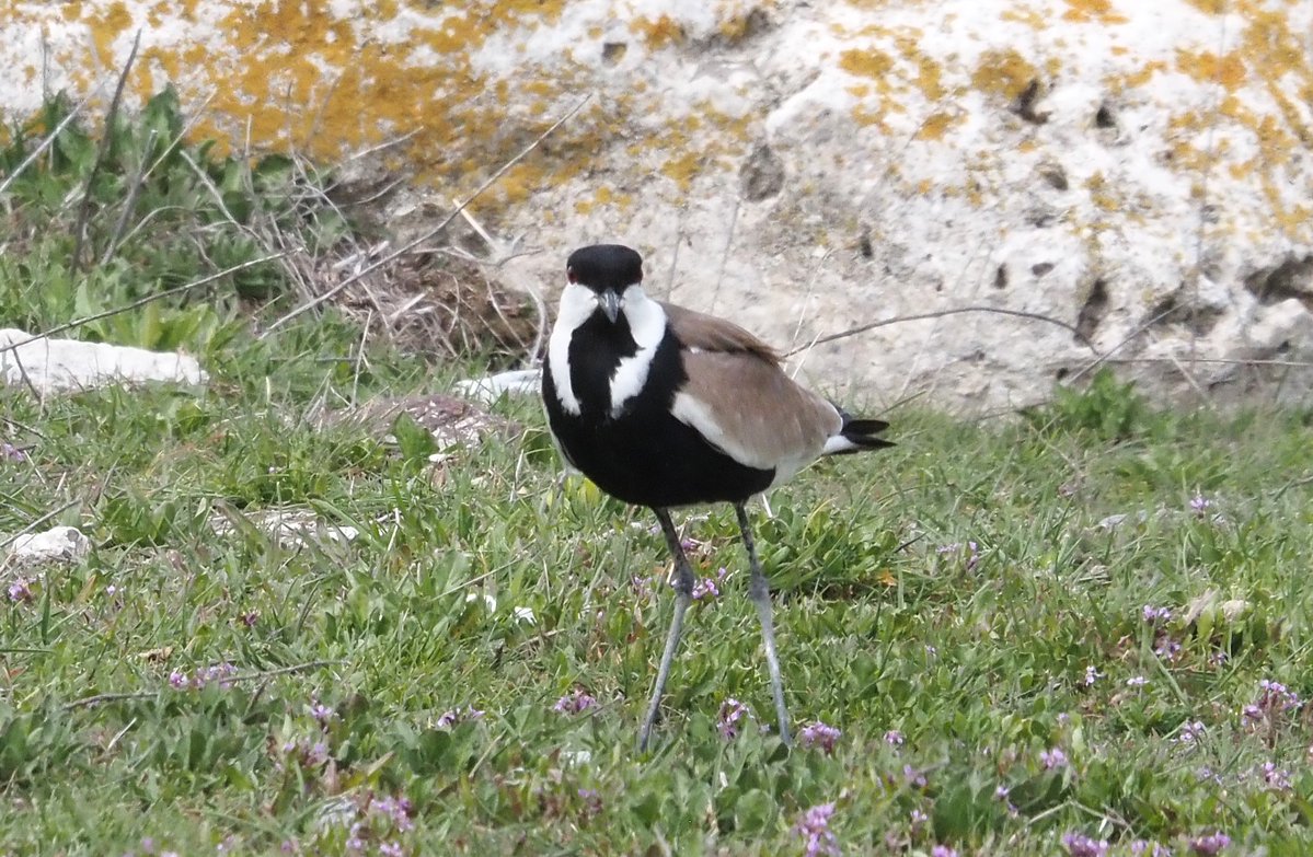 BCNbirding's tweet image. Armenia &amp;amp; Georgia 4/8. Transfer day from AR to GE. Still, time to enjoy Levant Sparrowhawk, Armenian Gull, Spur-winged Plover, Pied Wheatear, Rock Sparrow and 11 Montagu's Harriers in early morning migration. #birding