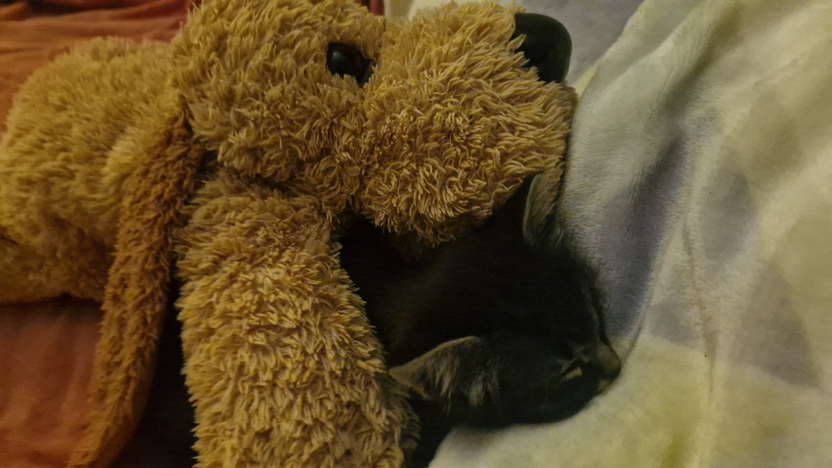 rin ⭐ dracomaxxing tweet media