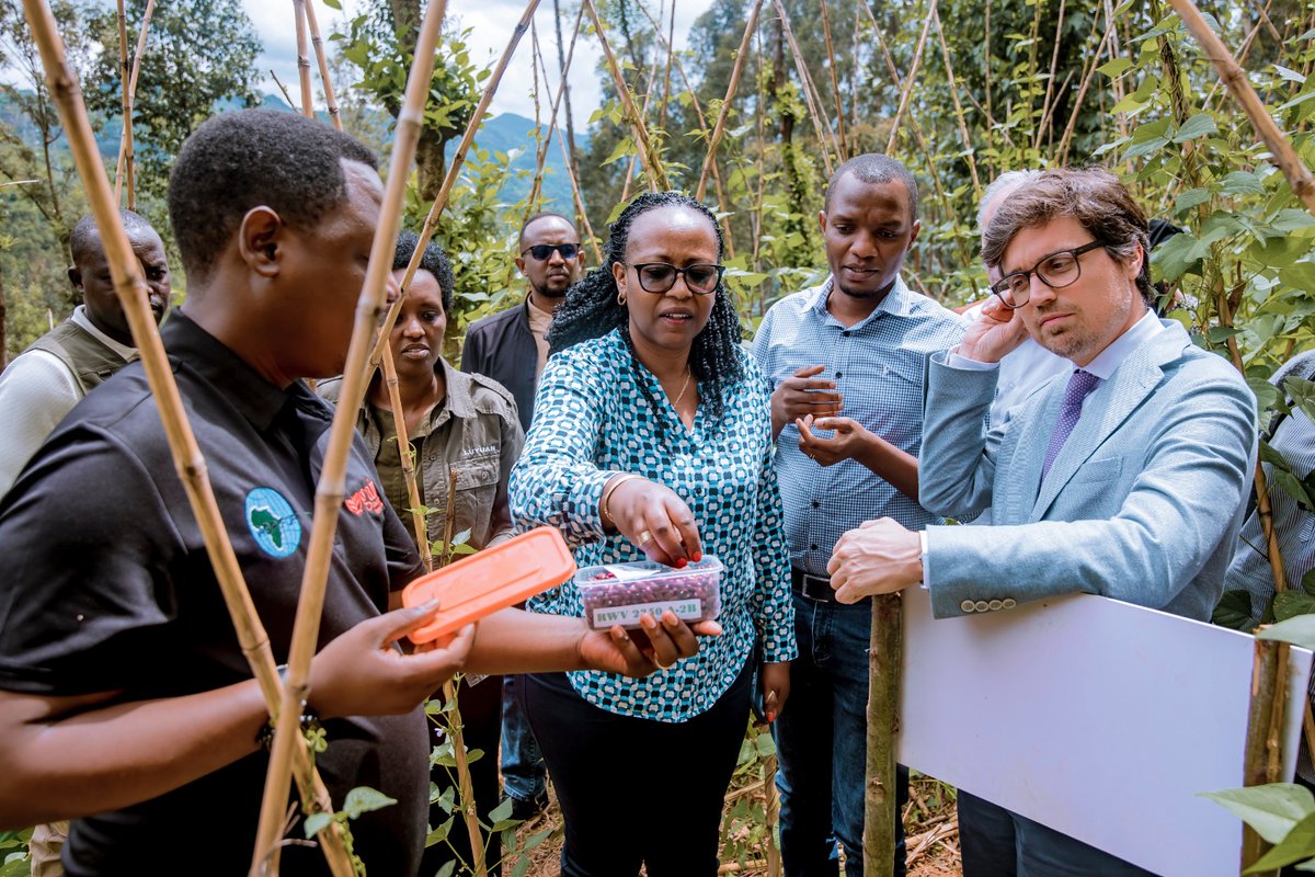 @GainRwanda @RwandaAgri @RutsiroDistrict @Nyamasheke @RusiziDistrict ...