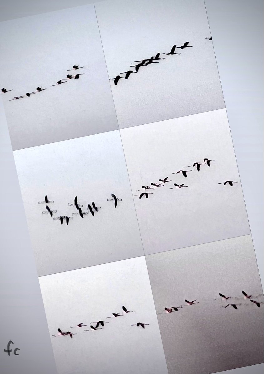 francacec's tweet image. Sembrano bigliettini con una scrittura minuta e sconosciuta, ma sono #fenicotteri in volo. 
Come si fa a non amarla, la #laguna veneta…
#Veneto
#Venezia