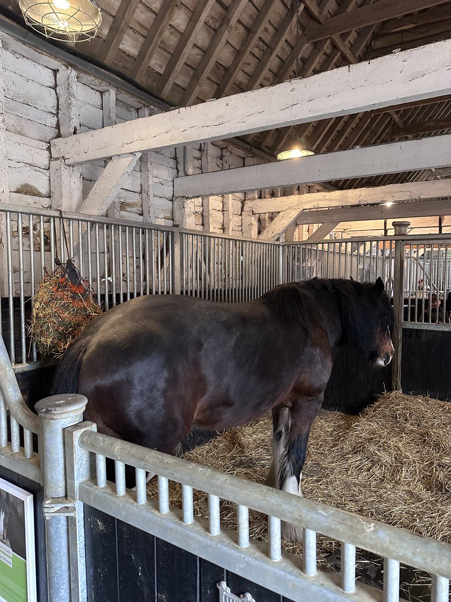 Pawsandclaws99's tweet image. A beautiful horse. #horse