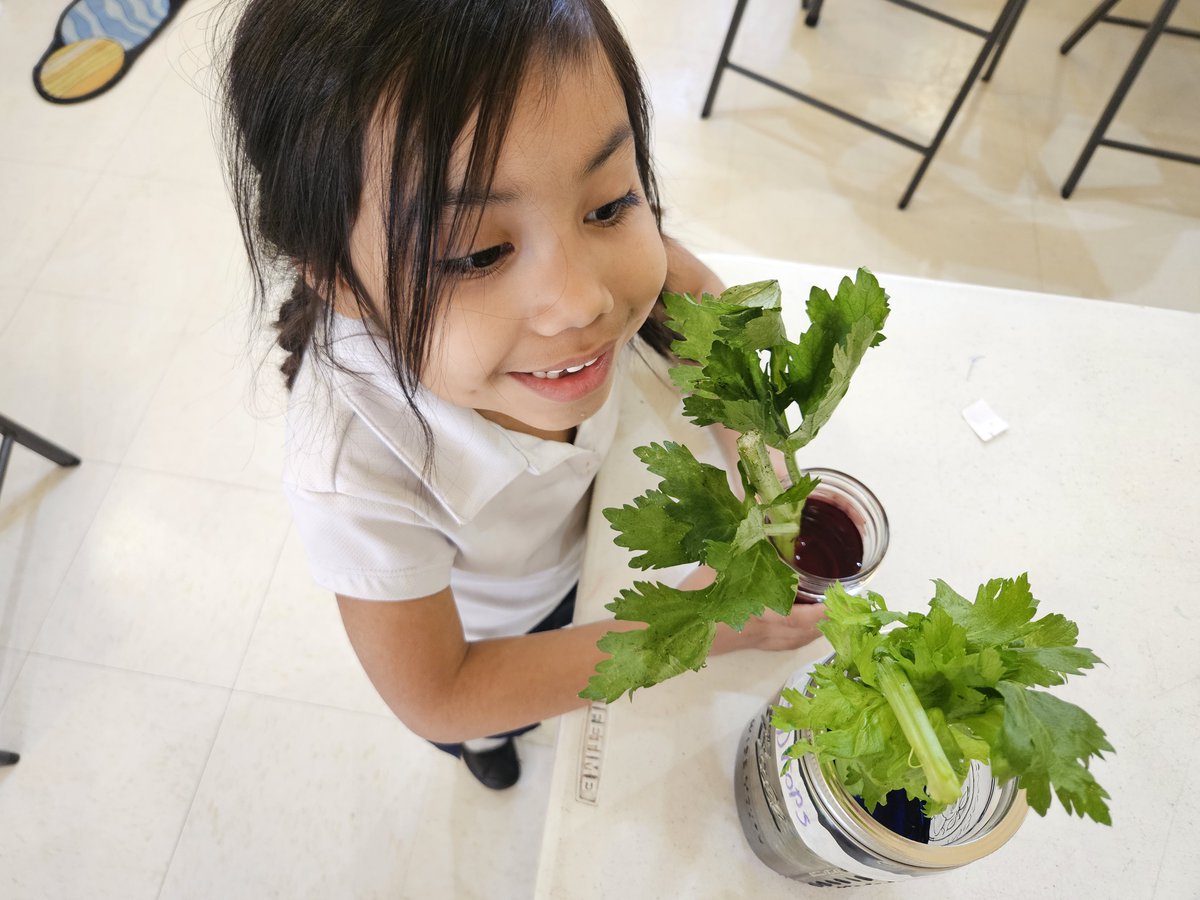 TheDanielCenter's tweet photo. Students explored the plant life cycle and discovered how water moves through plants using celery and food coloring. They also observed different seeds and tested how pinecones open and close in warm and cold water, bringing plant science to life.

#STEMEducation #HandsOnLearning https://t.co/AT675ls8Cf