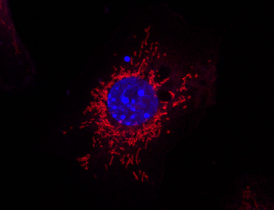 Science Immunology tweet media