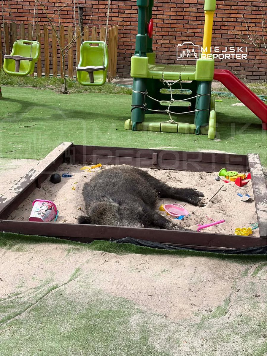 Dariusz Goliński tweet media