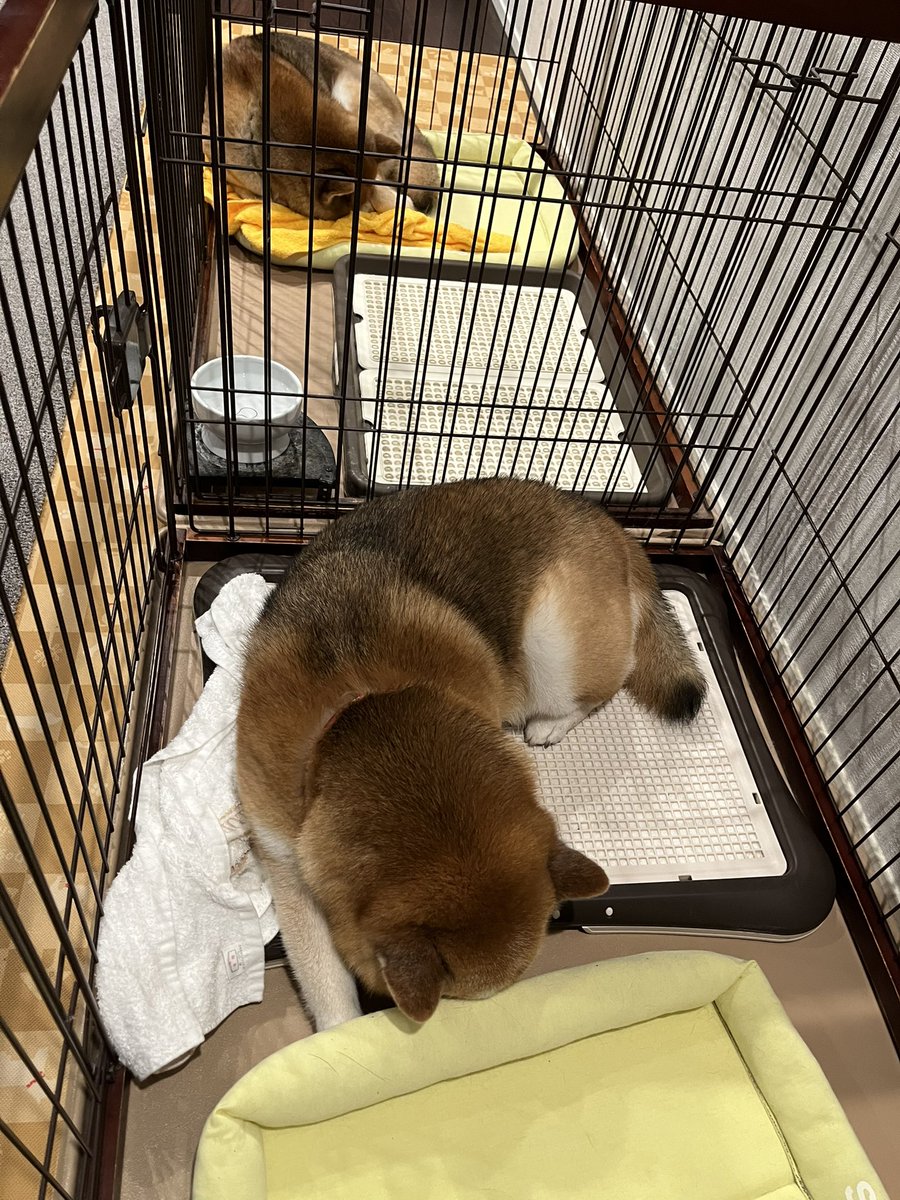 @Ducaduca柴犬御殿完成 tweet media