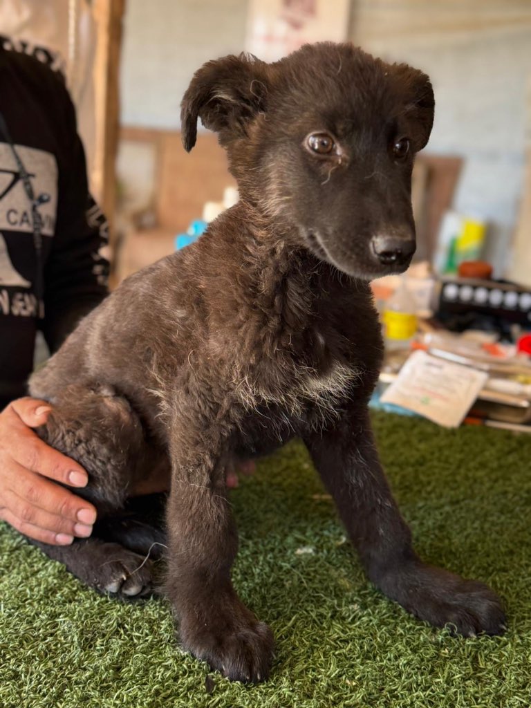 Sulala Animal Rescue tweet media