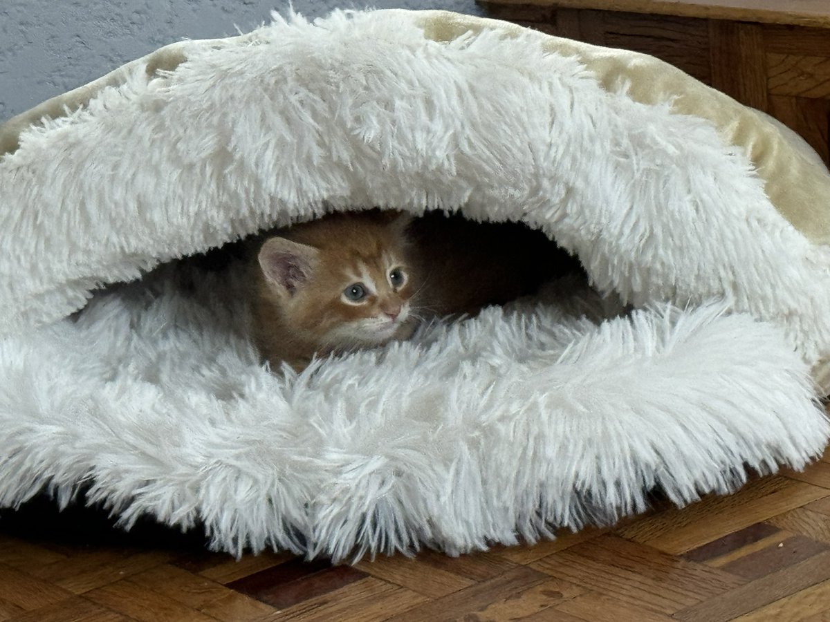 𝓣𝓸𝓸𝓯𝓮𝓻 💖 tweet media