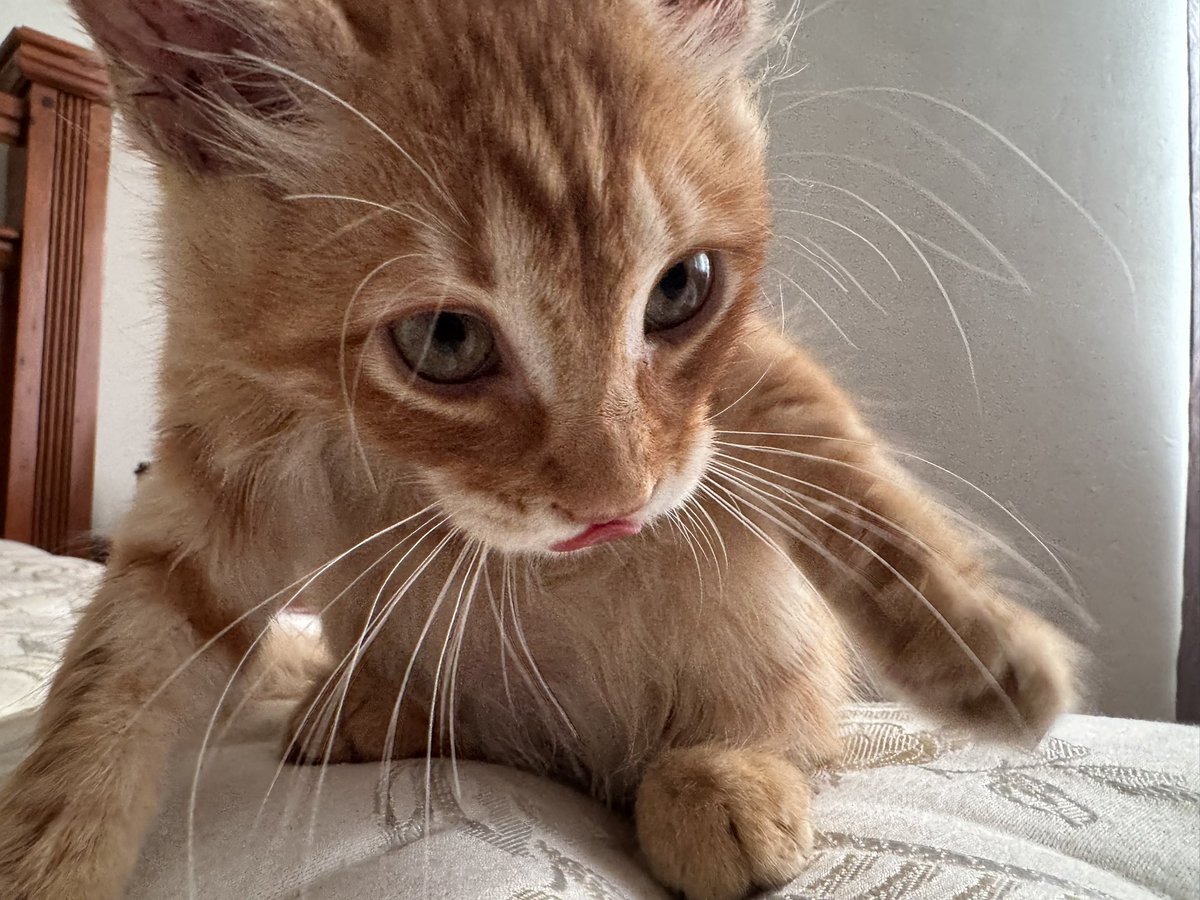 𝓣𝓸𝓸𝓯𝓮𝓻 💖 tweet media