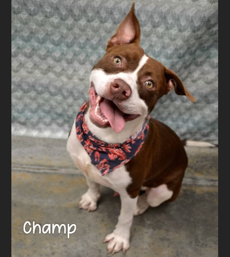 HollywoodDogs's tweet image. Called "a ray of sunshine wrapped in fur," Champ-- a 2 1/2 year-old Pit Bull at an overcrowded shelter in #Gautier, #MS-- needs a forever home, a foster home, or rescue adoptapet.com/pet/45146585-g… #URGENT #PitBull #AdoptableDogofDay 🐶