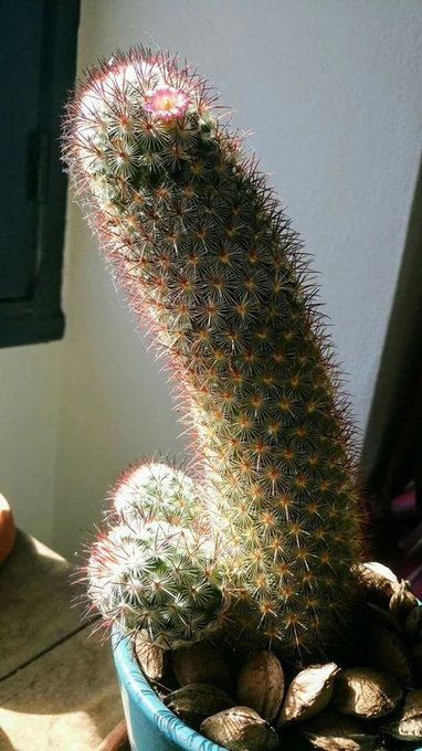 marlboro tweet media