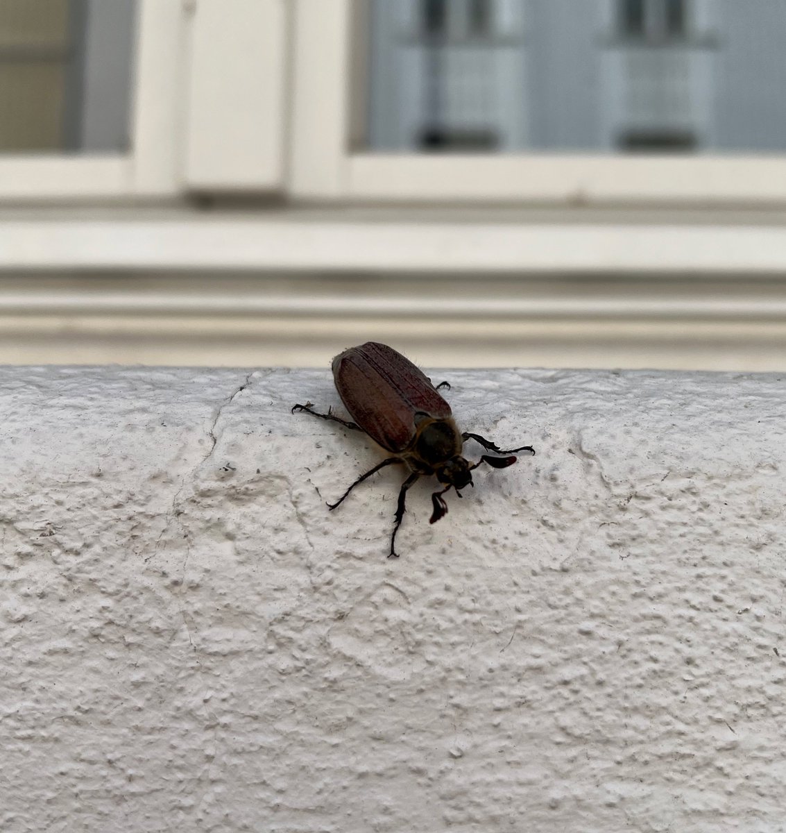 𝕵𝖆̈𝖌𝖊𝖗𝖒𝖊𝖎𝖘𝖙𝖊𝖗 🛸 tweet media