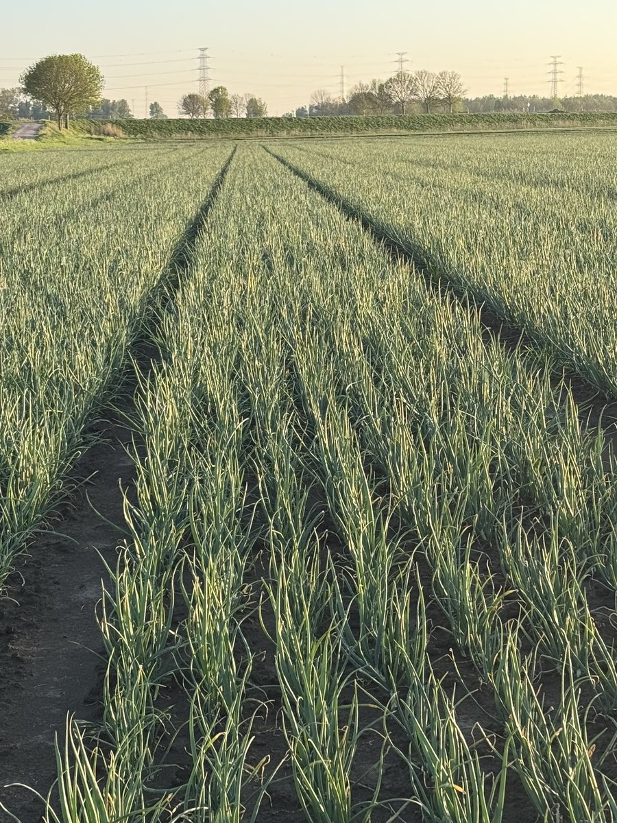 FranjeJan's tweet photo. #shakepeare #uien #oogst2026  #nieuwerondenieuwekansen @FranjeOnions #juun #onions https://t.co/w4xWxnvgya