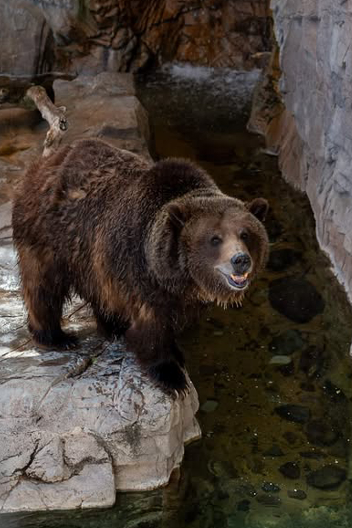 ReidParkZoo's tweet image. We're getting artistic with photos from Zoo Guest brooksum on Instagram. If you've visited Reid Park Zoo and been inspired we want to see it. Send us your art or photos via a Direct Message and you could be featured in an upcoming #FanPhotoFriday or #FanArtFriday #Flamingo