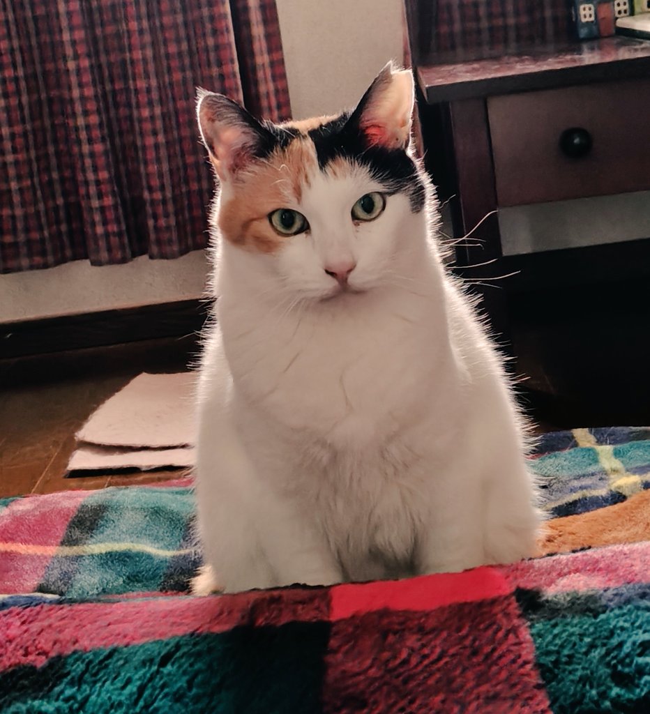 霙まじり tweet media