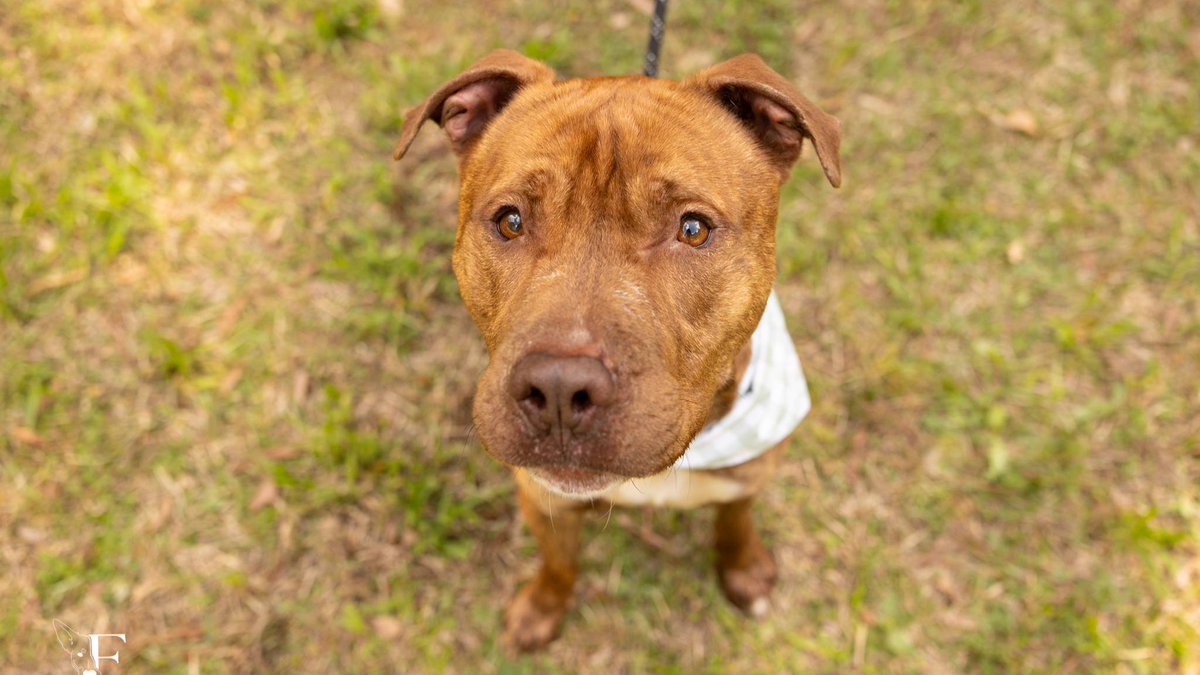 Wake County Government tweet media