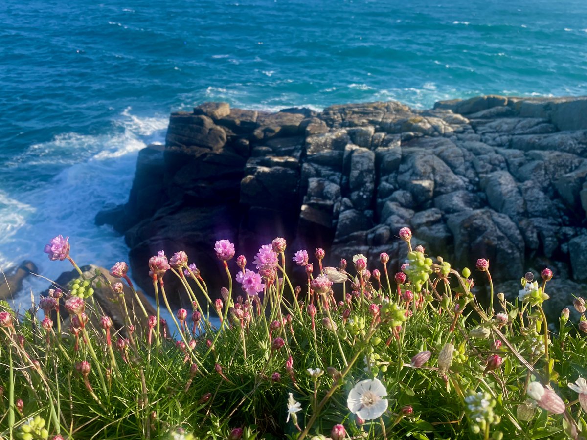 bakrim2000's tweet image. 1/2  I love this time of year when all the wildflowers are blooming along the cornish coast and more..🌼  🌸
#walking👣  #cornwall