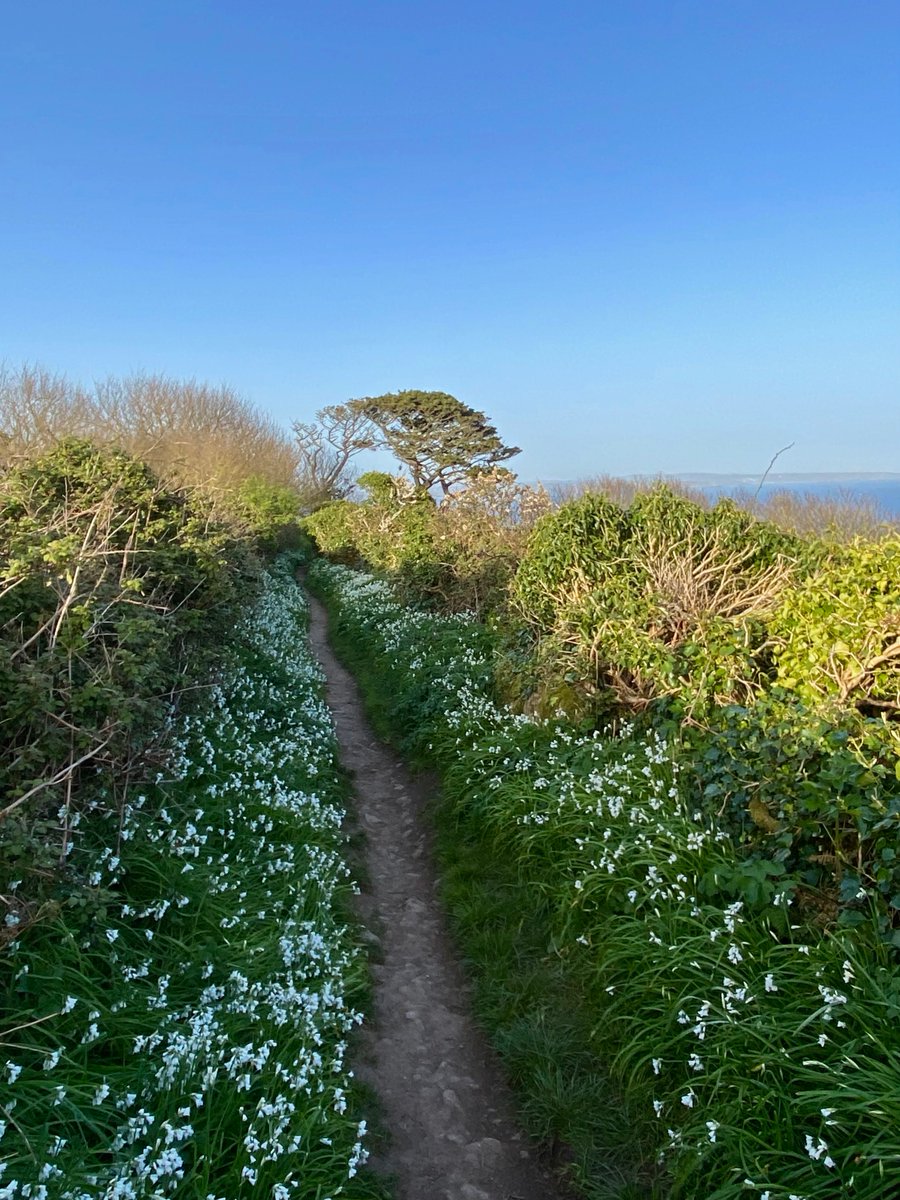 bakrim2000's tweet image. 1/2  I love this time of year when all the wildflowers are blooming along the cornish coast and more..🌼  🌸
#walking👣  #cornwall