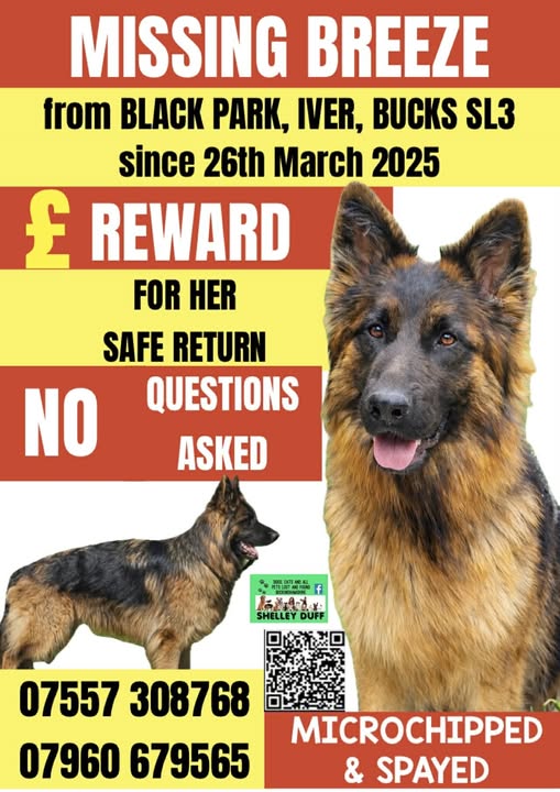 The_Animal_Team's tweet image. 🔥 BREEZE IS STILL MISSING 🔥 #Missing from #BlackPark #Iver #Bucks #SL3 area, since 26th March, 2025. Any information at all please see contact numbers below. ⬇️ #MissingDog #LostDog #Dogs #DogsOfTwitter