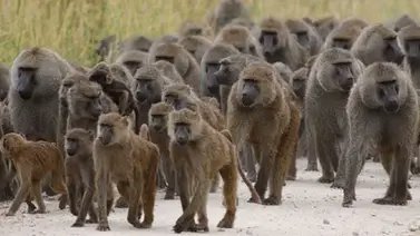 Rafael Aquino tweet media